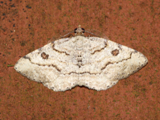 Obolcola petronaria